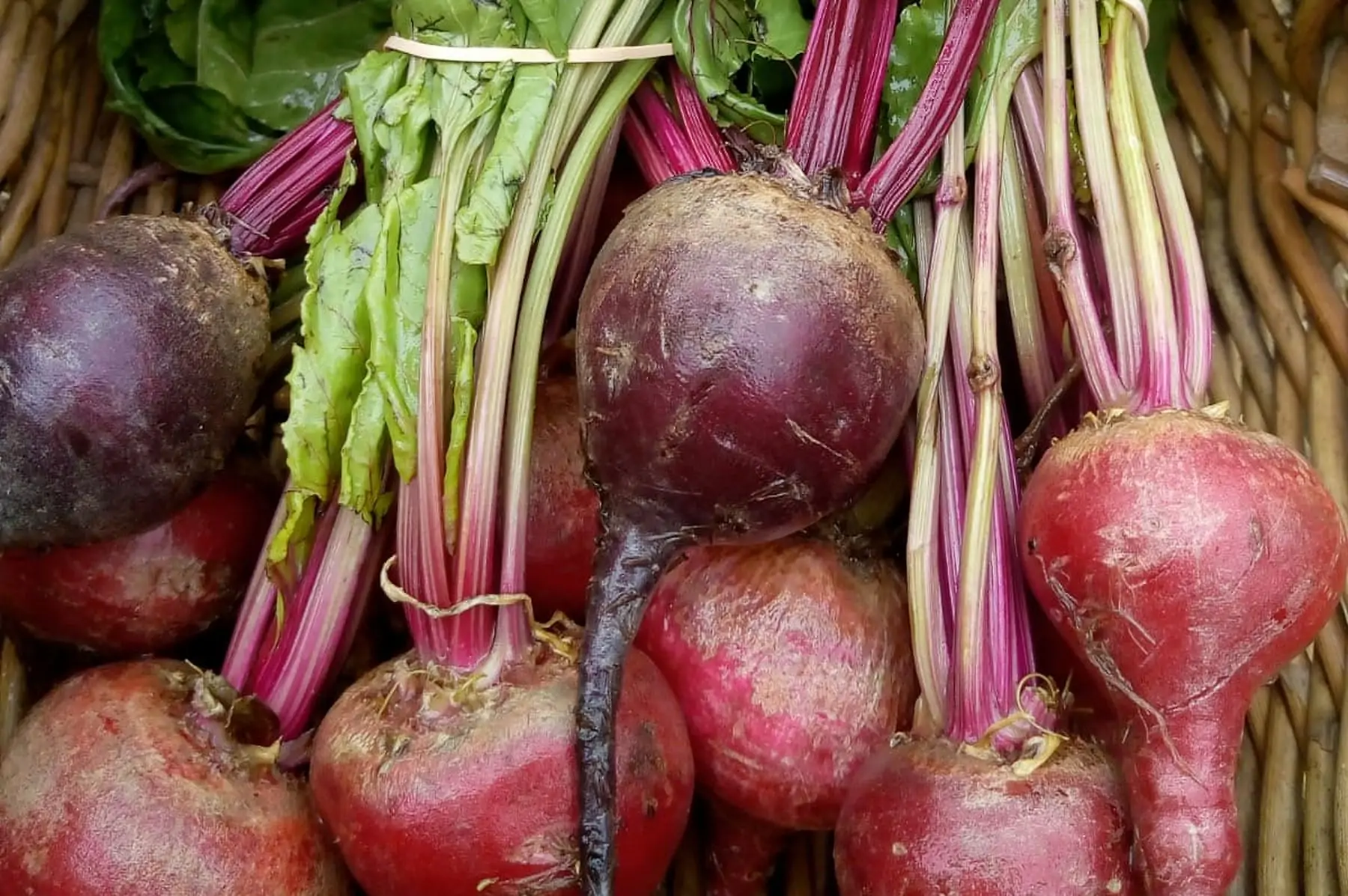 zbetteraves fanes botte