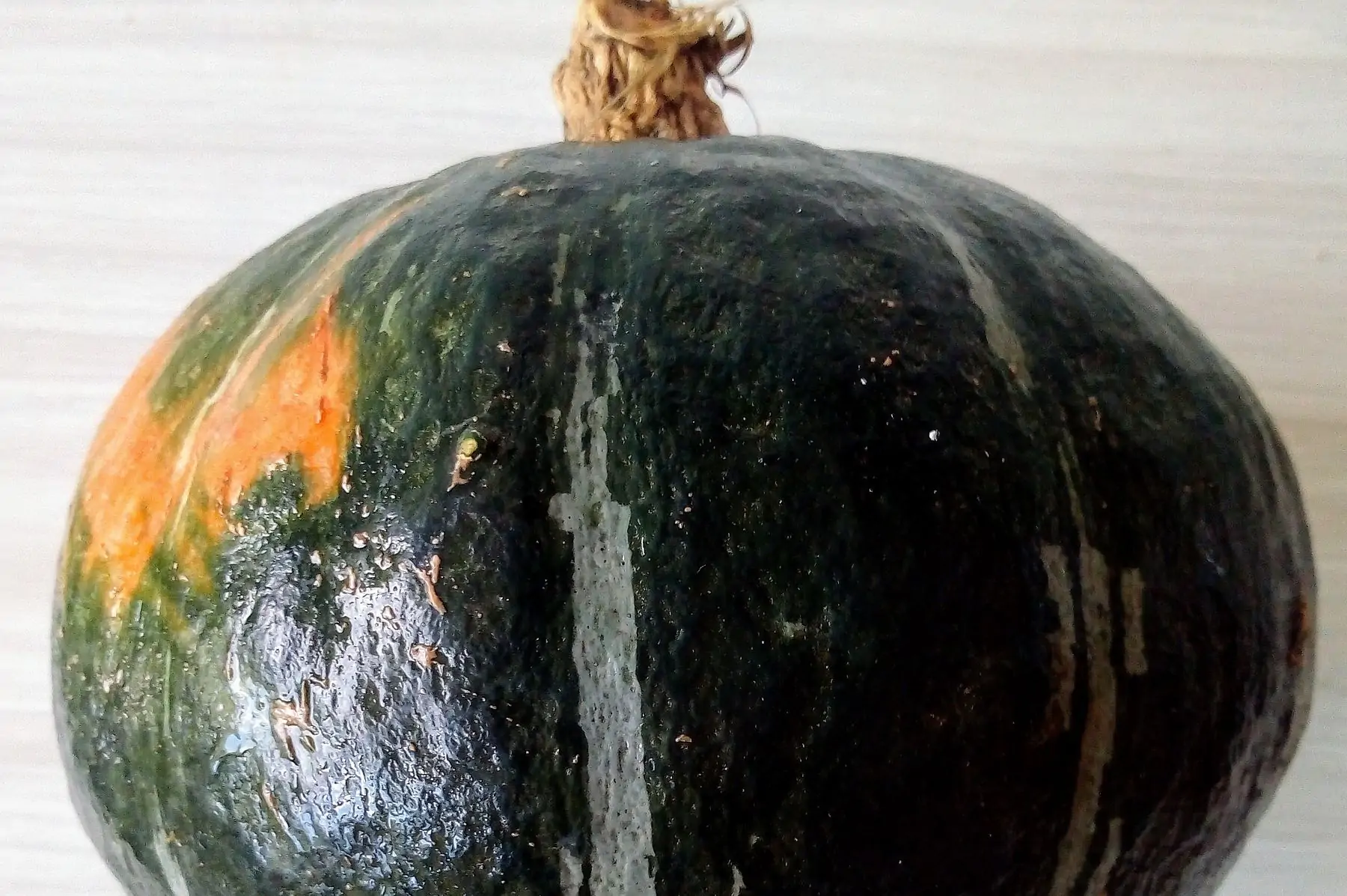 potimarron "vert kabocha"