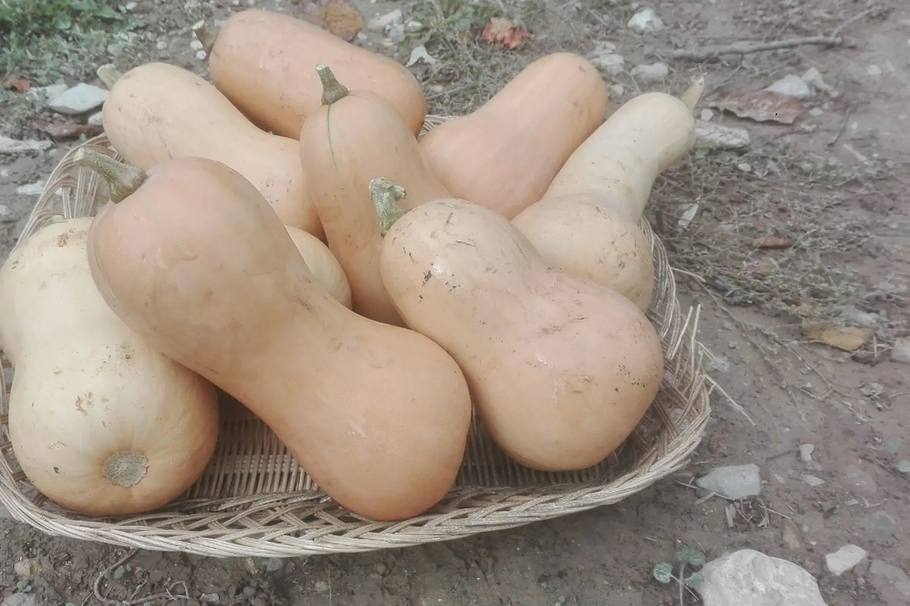 courge potimarron butternut