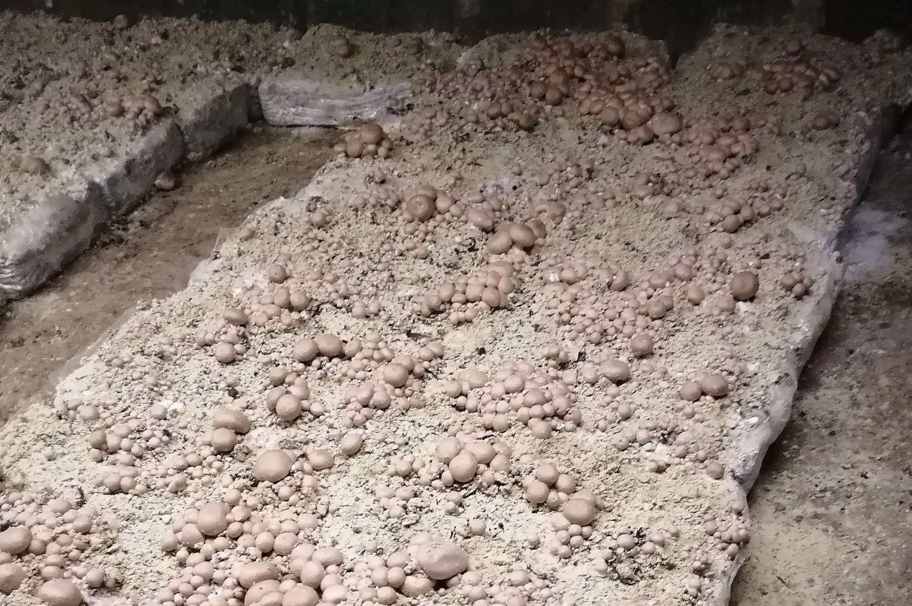 terroir et traditions