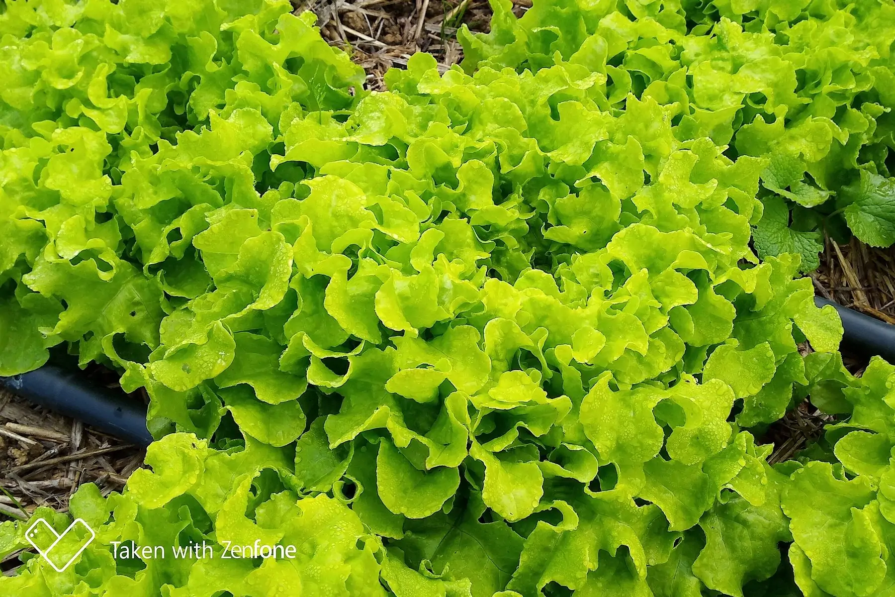 laitues alvezir  feuilles de chêne