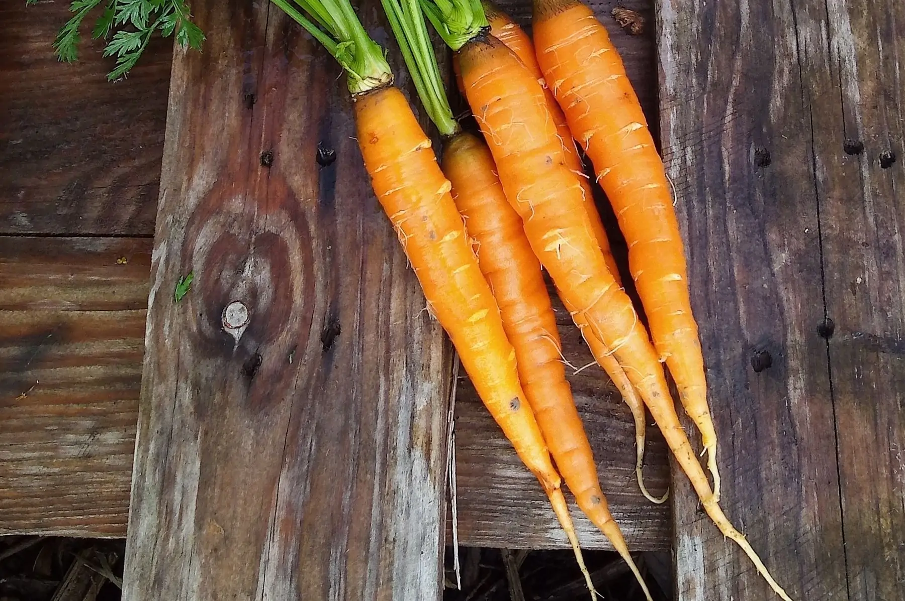 carotte