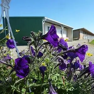 la ferme aux pigeons