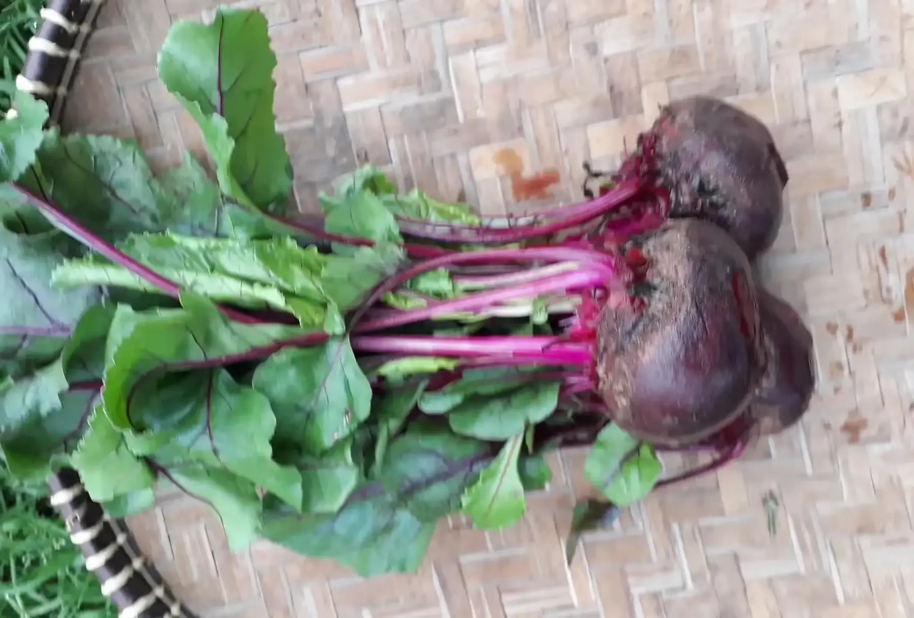 betterave rouge fane