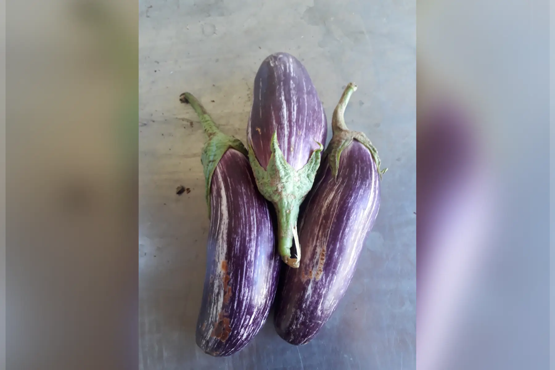 aubergine