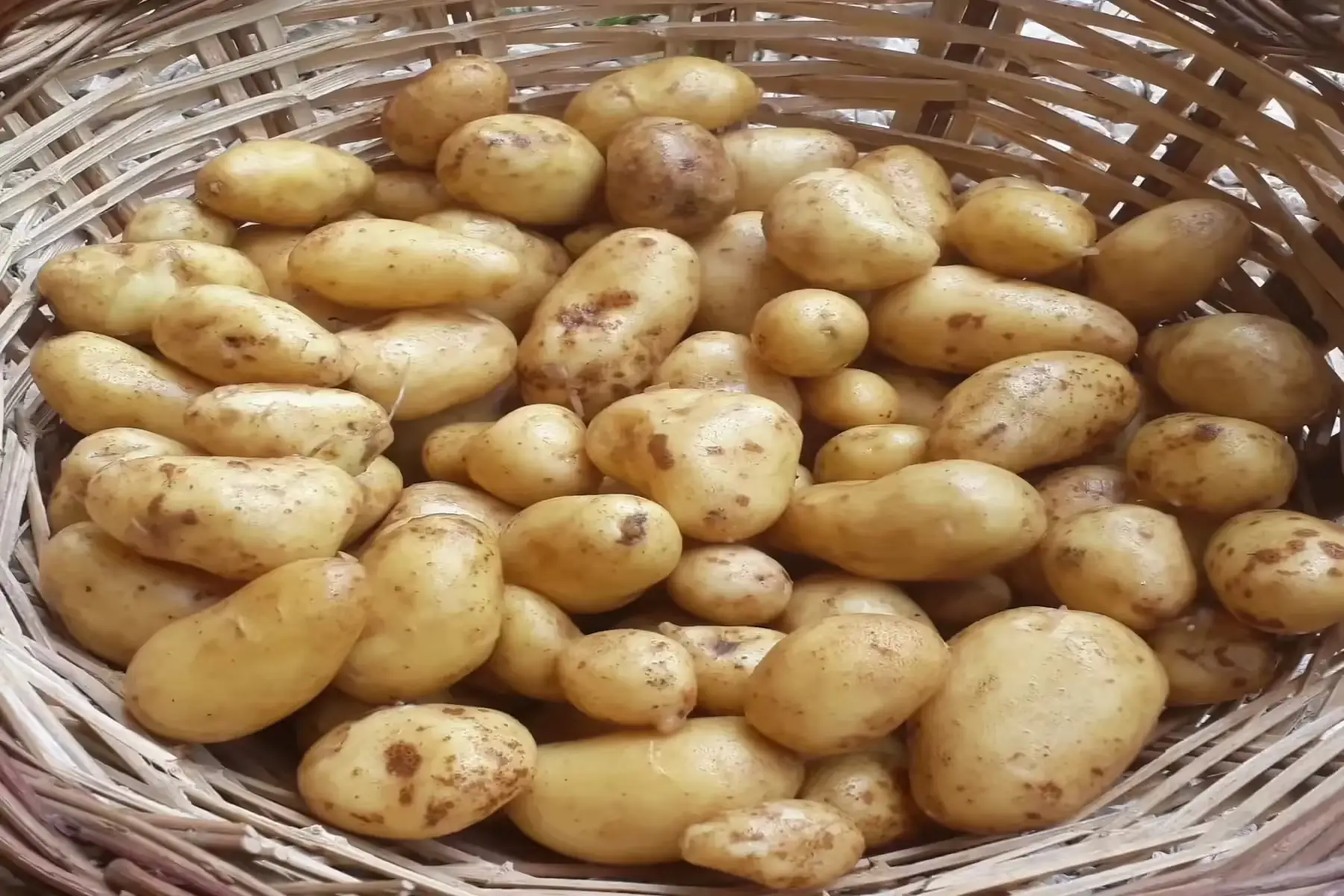 pomme de terre nouvelle