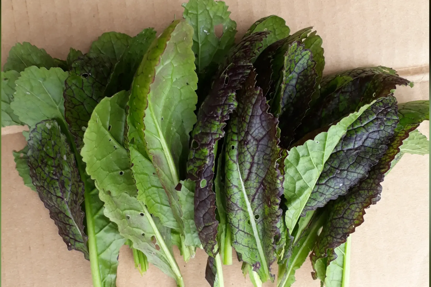 moutarde rouge de chine ( 150 grs)