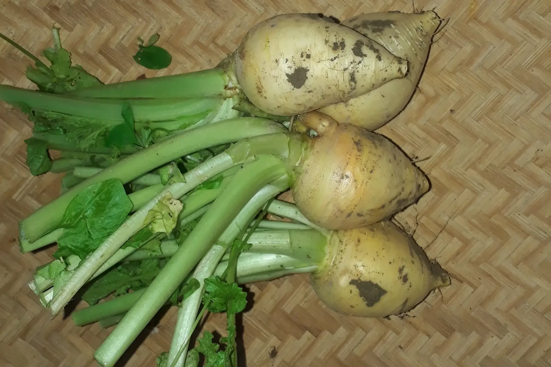 navet jaune boule d'or 500grs