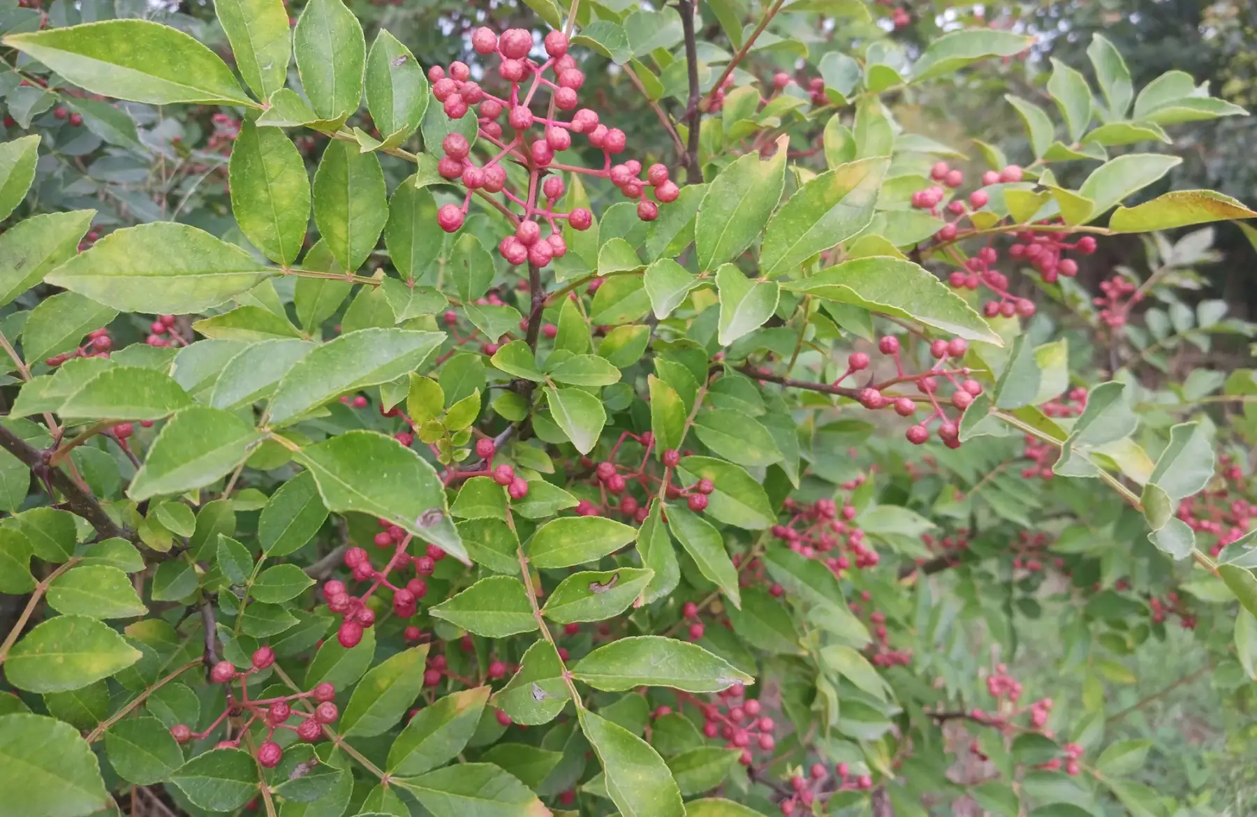 Poivre de sichuan frais (100grs)