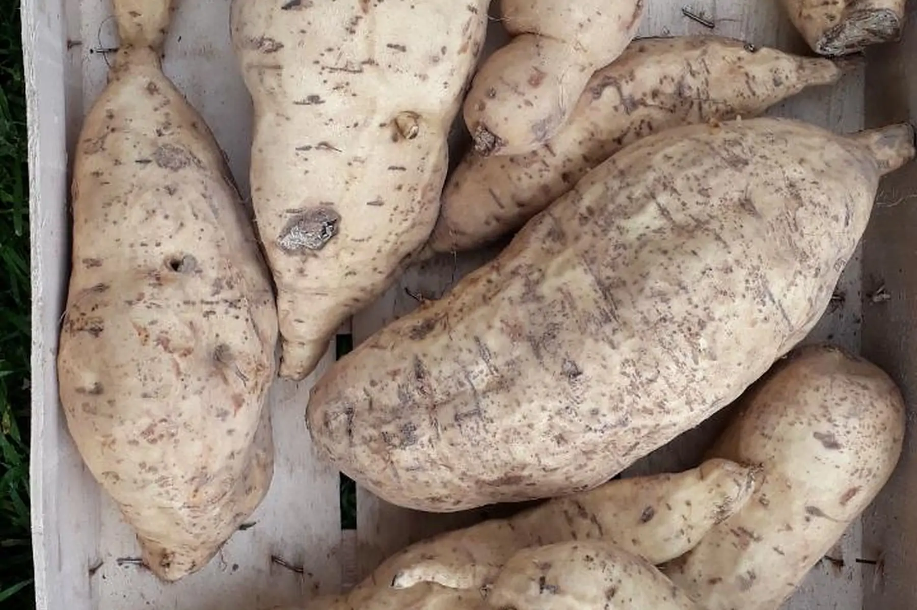 patate douce blanche