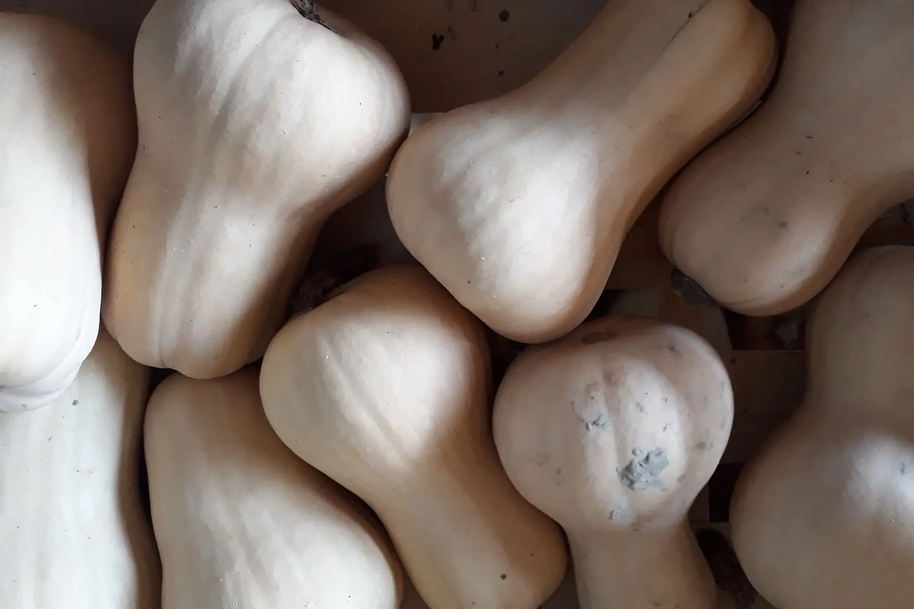 butternut ( piece 1.3kgs)