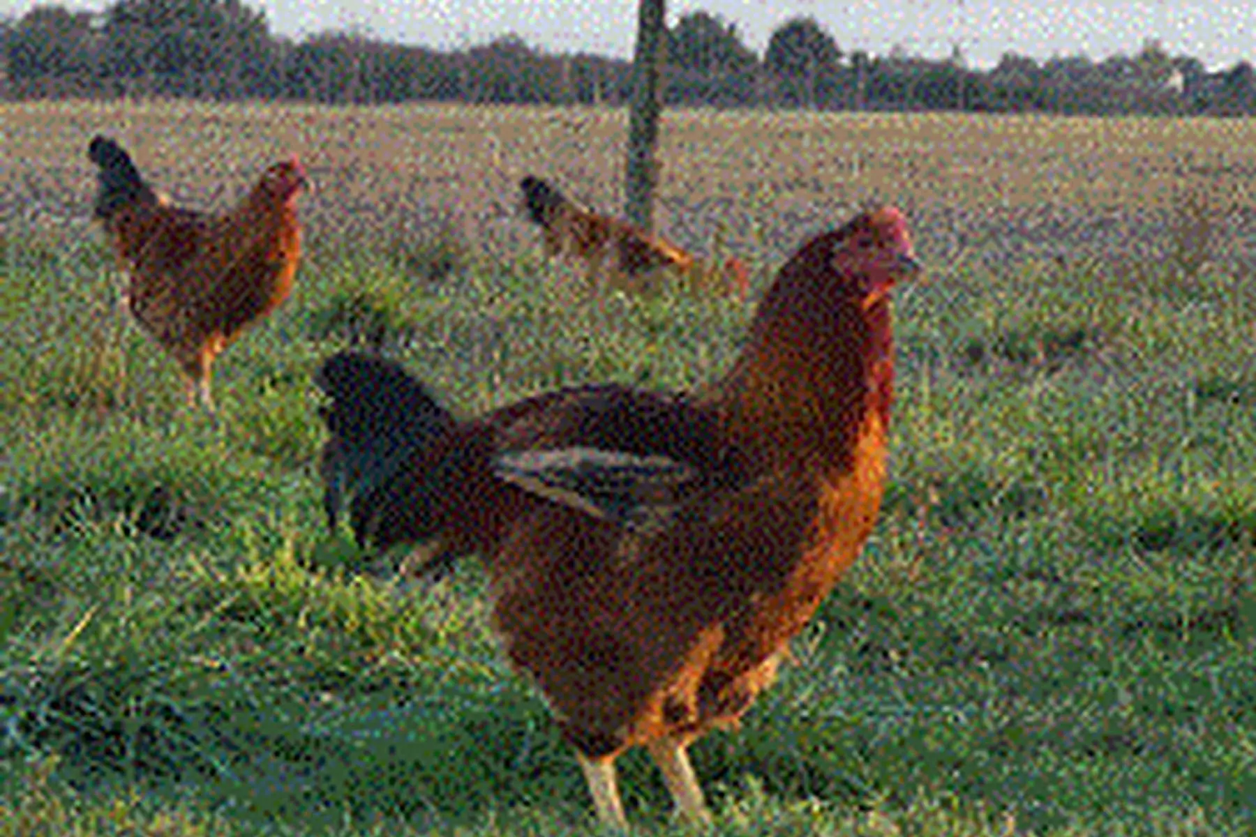 chapon prêt à cuire