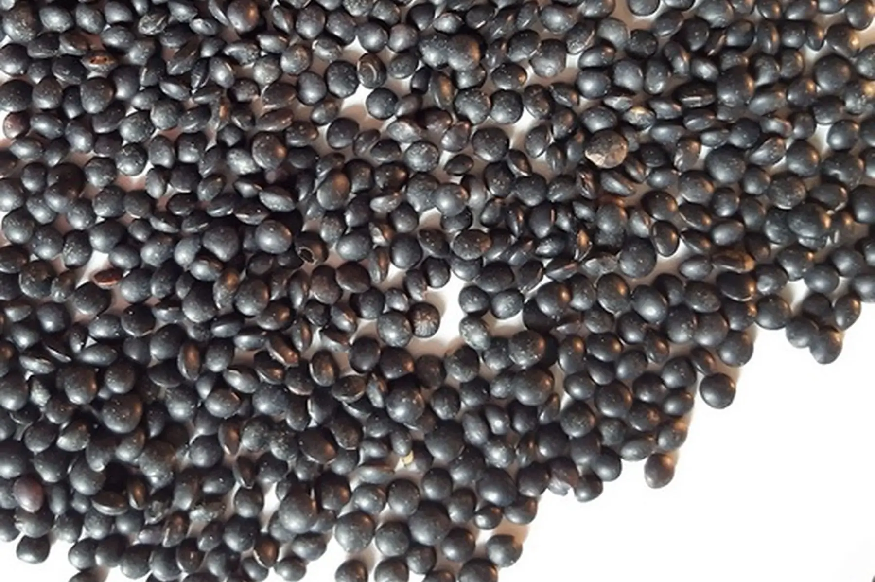 lentille noire beluga