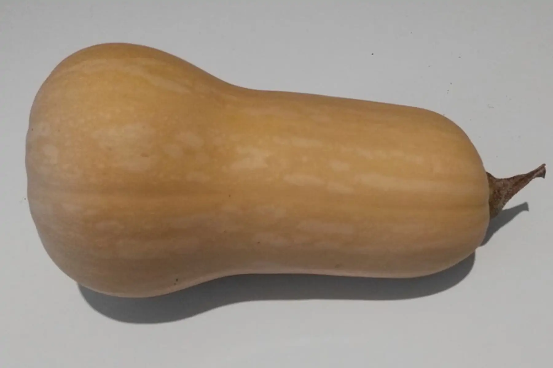 butternut bio