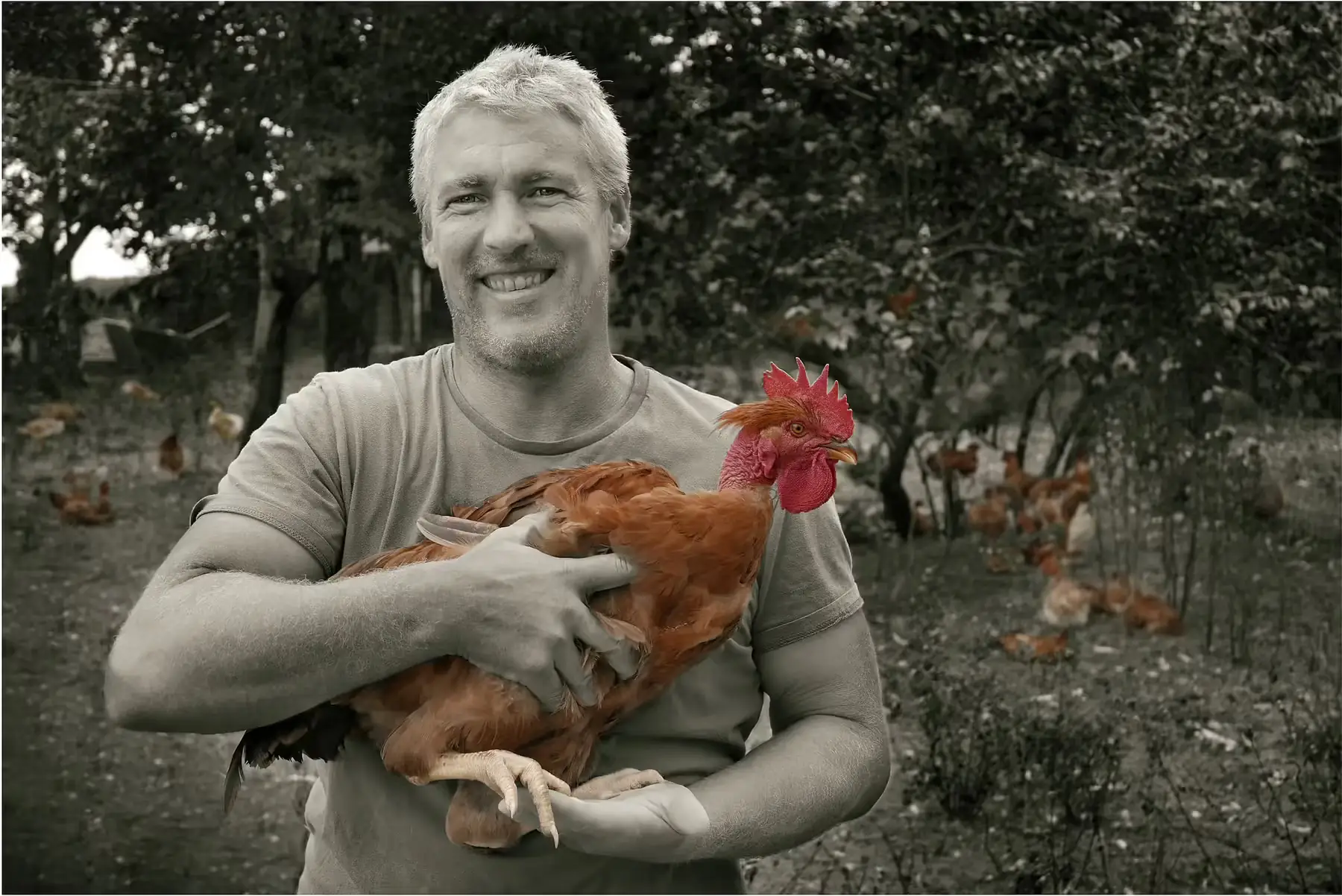 poulet entier gros 2.1kg 2.3 kg