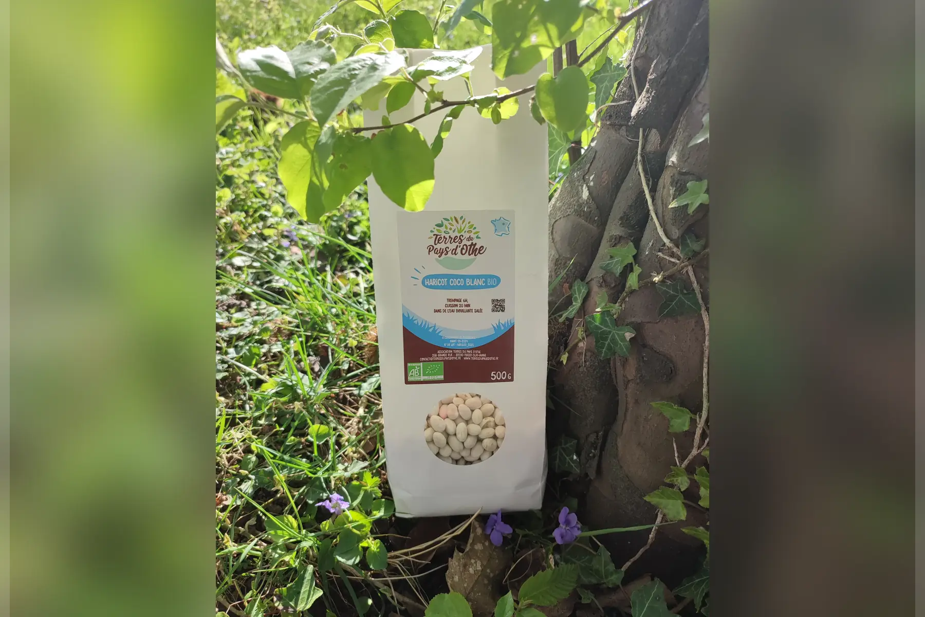 haricot coco blanc bio