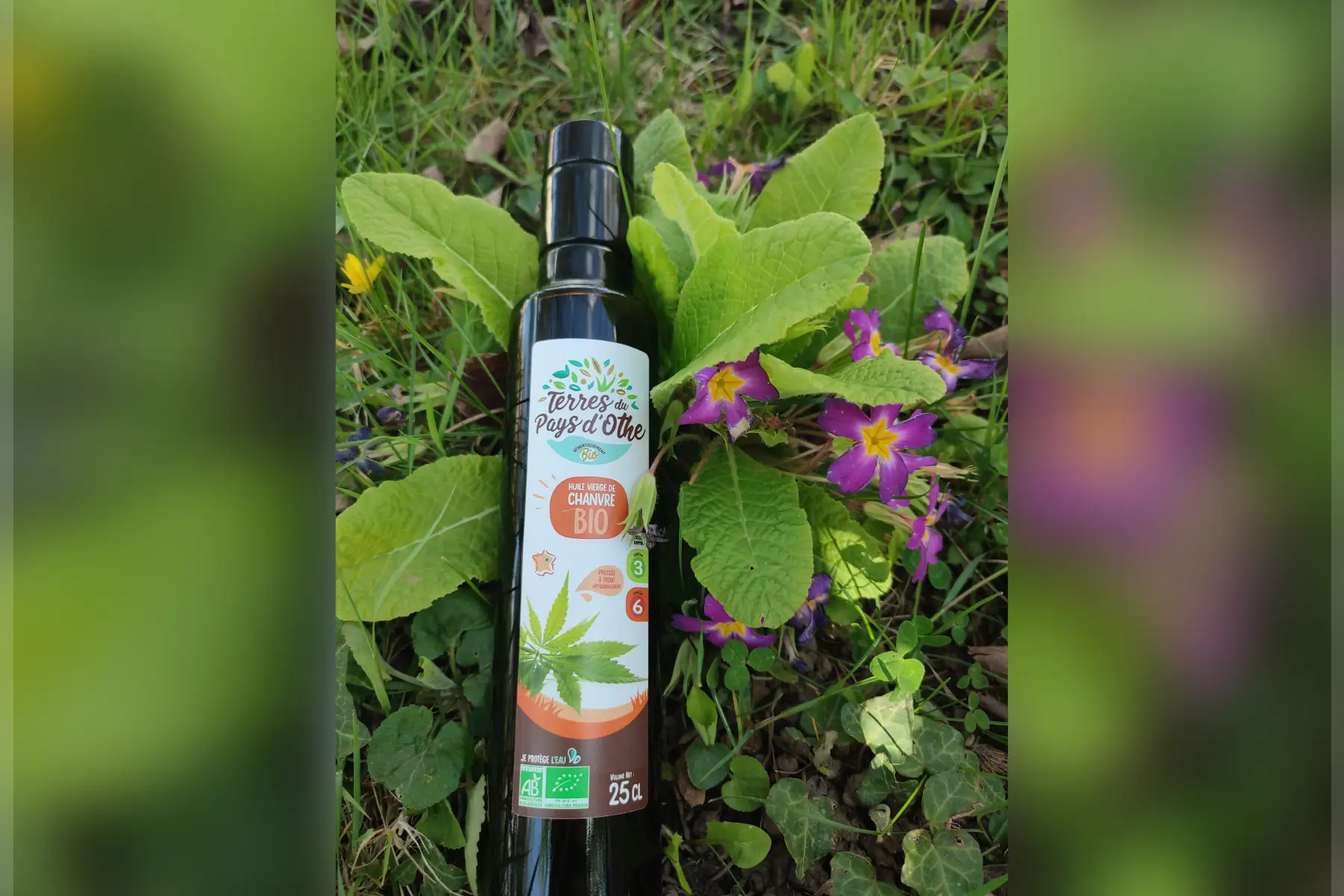 huile de chanvre biologique