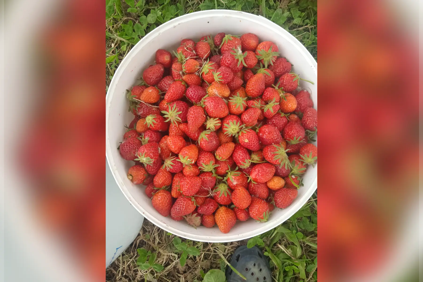 Les miels et les sorbets de Fanny