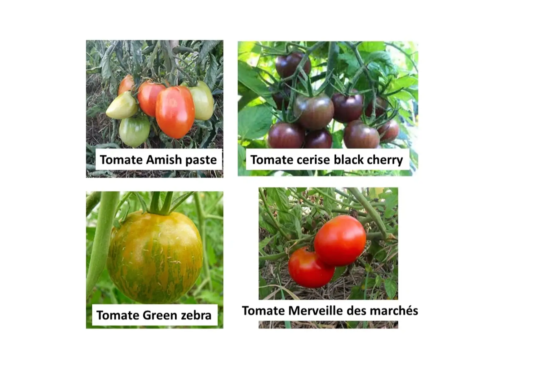 Semences de tomates population