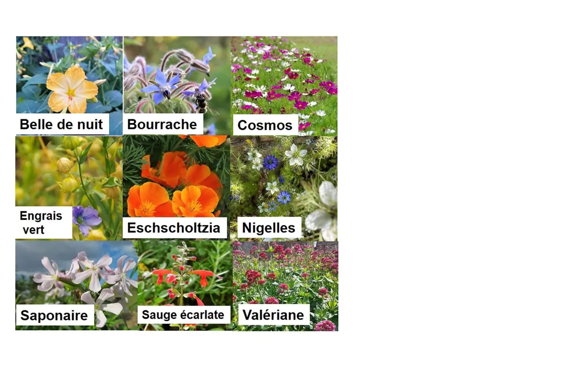 Semences de fleurs population au choix