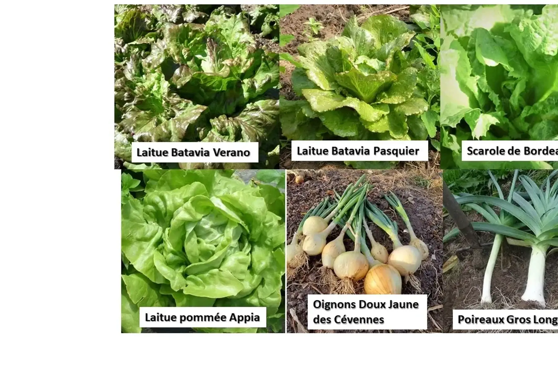 Semences de légumes feuilles population