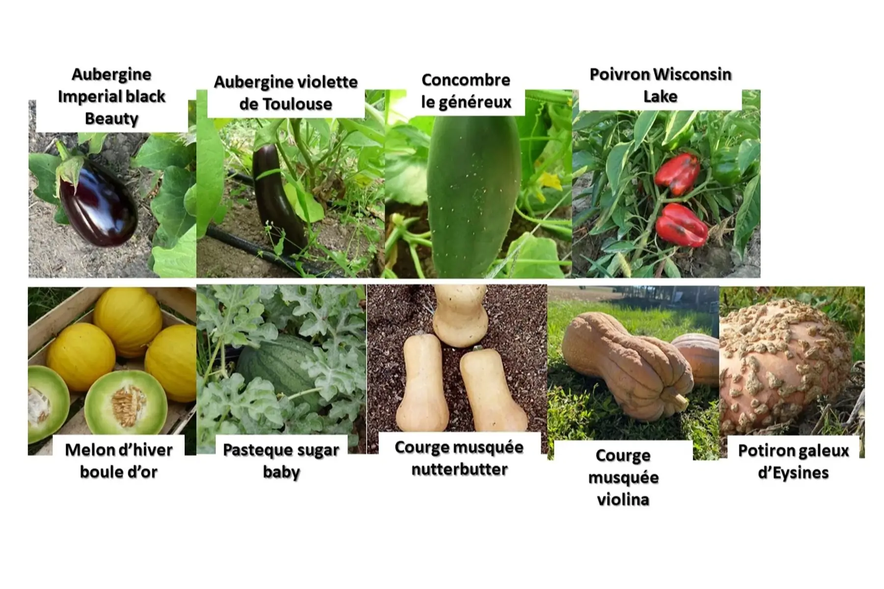 Semences de légumes fruits population