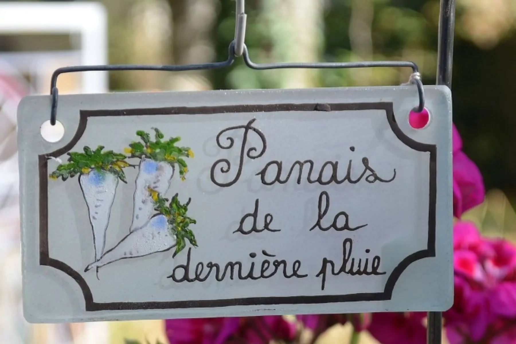 panais de la dernière pluie