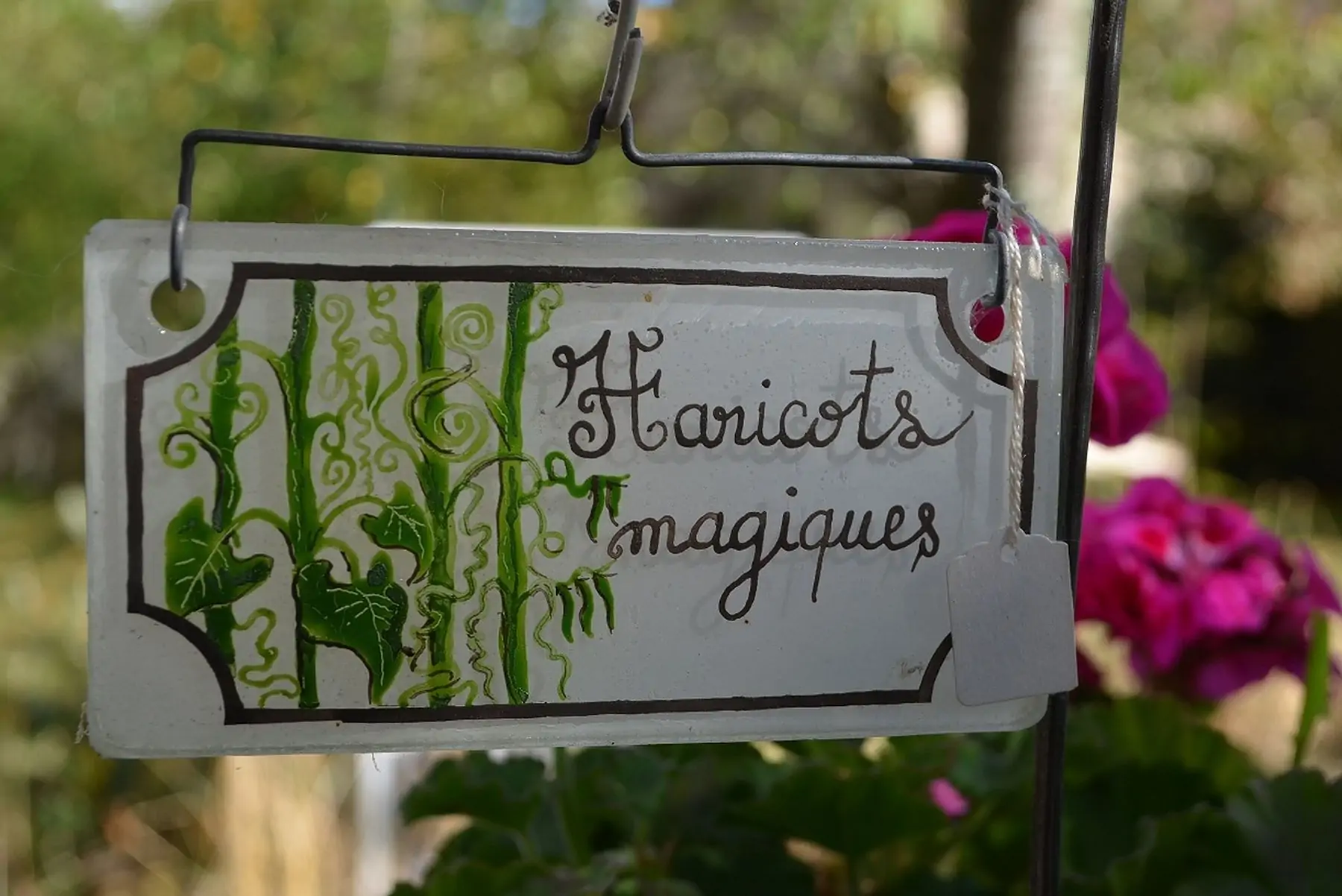 les haricots magiques