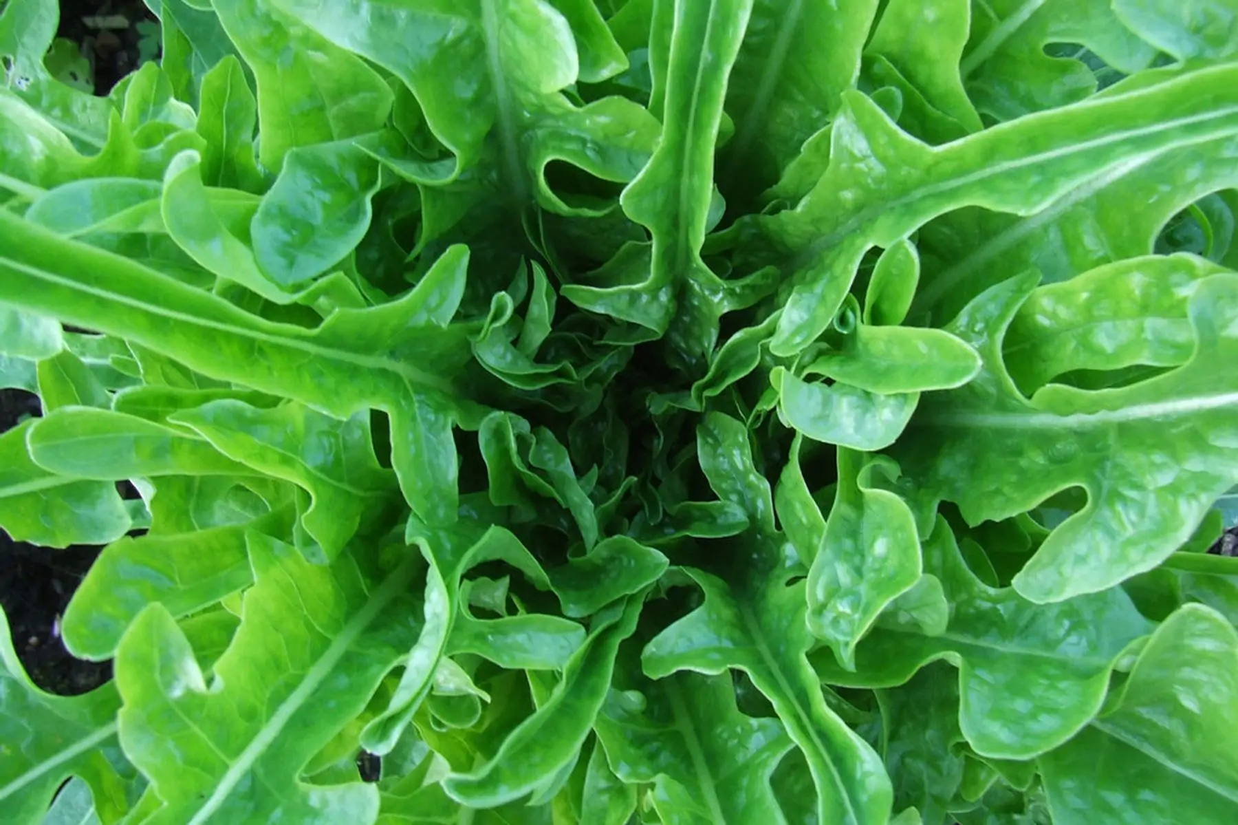 salade cressonnette marocaine bio