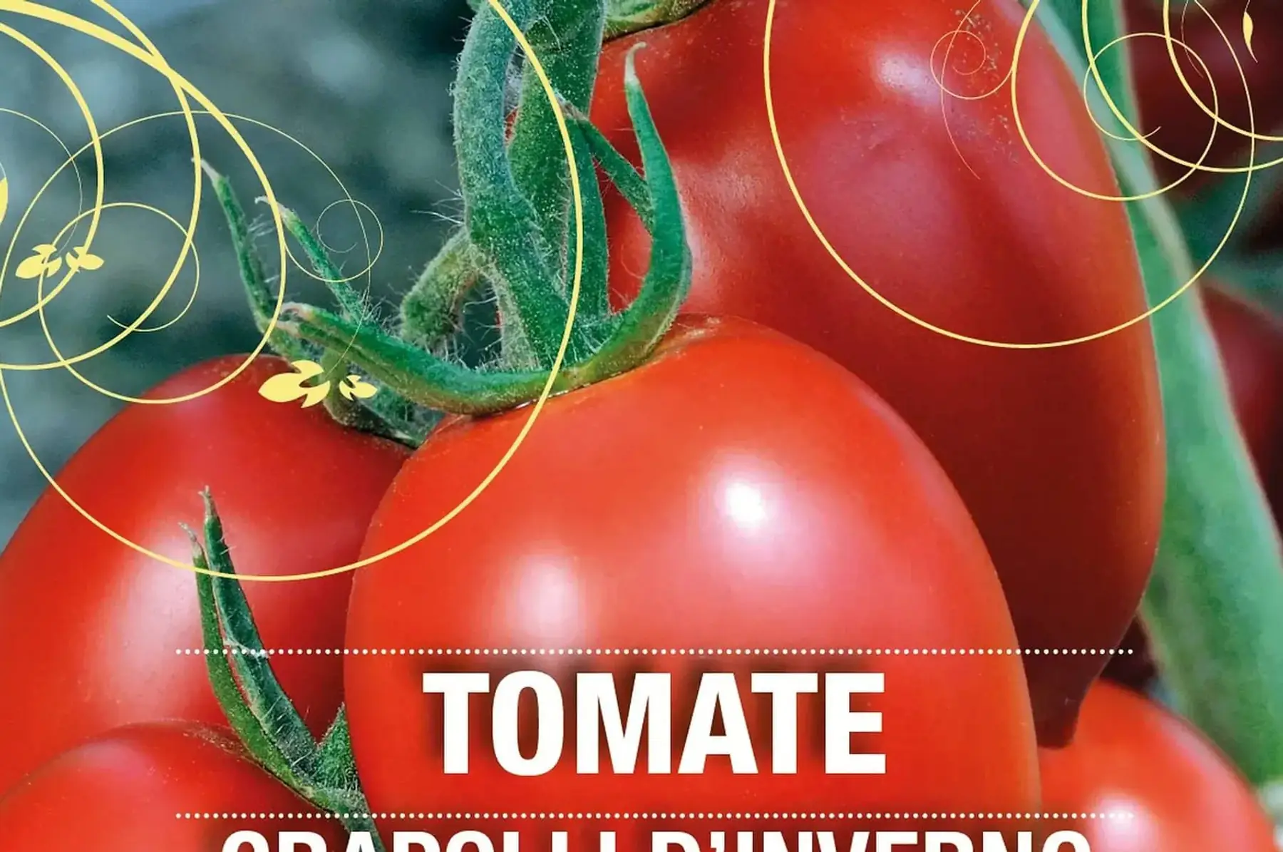 plant de tomate grappoli d'inverno bio