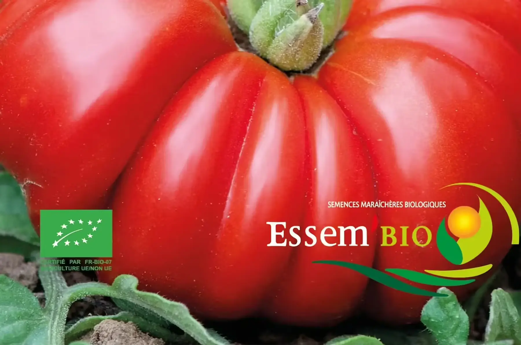 plant de tomate costoluto genovese bio