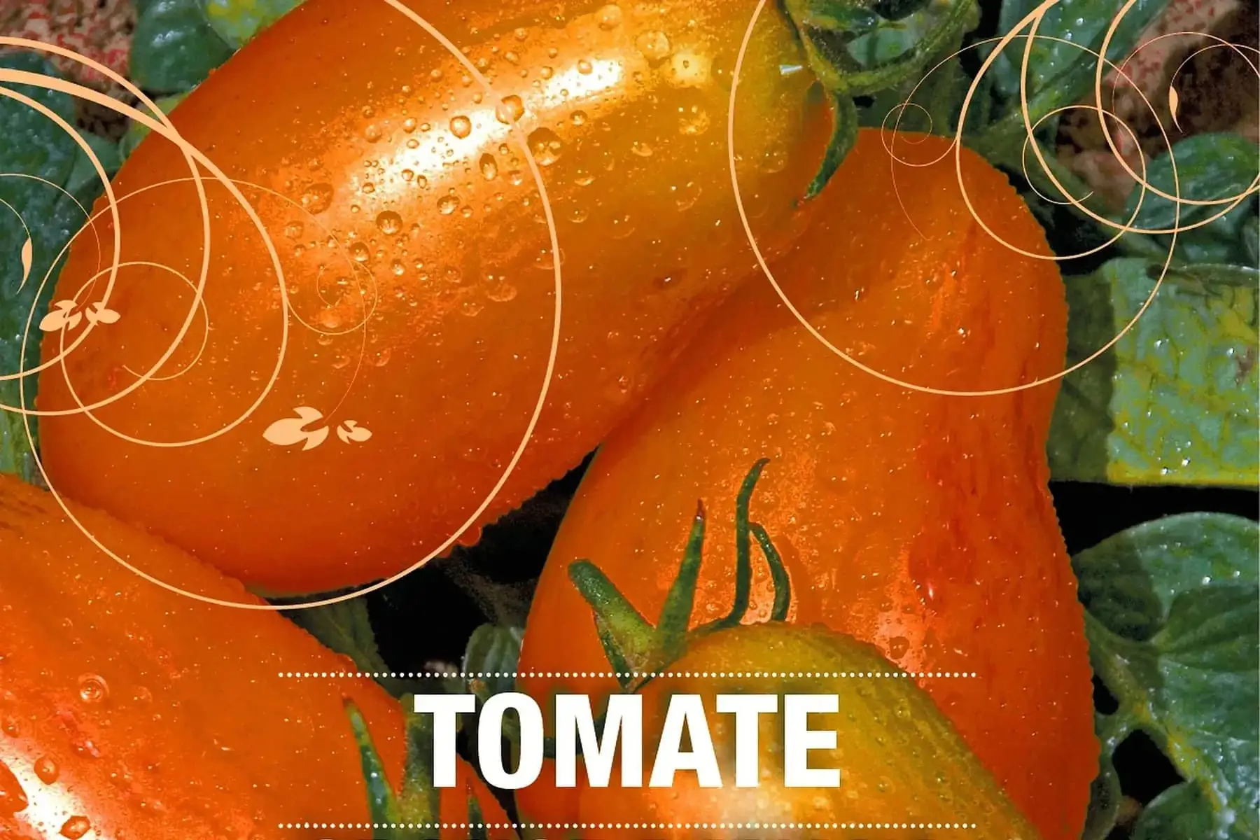 plant de tomate orange banana bio