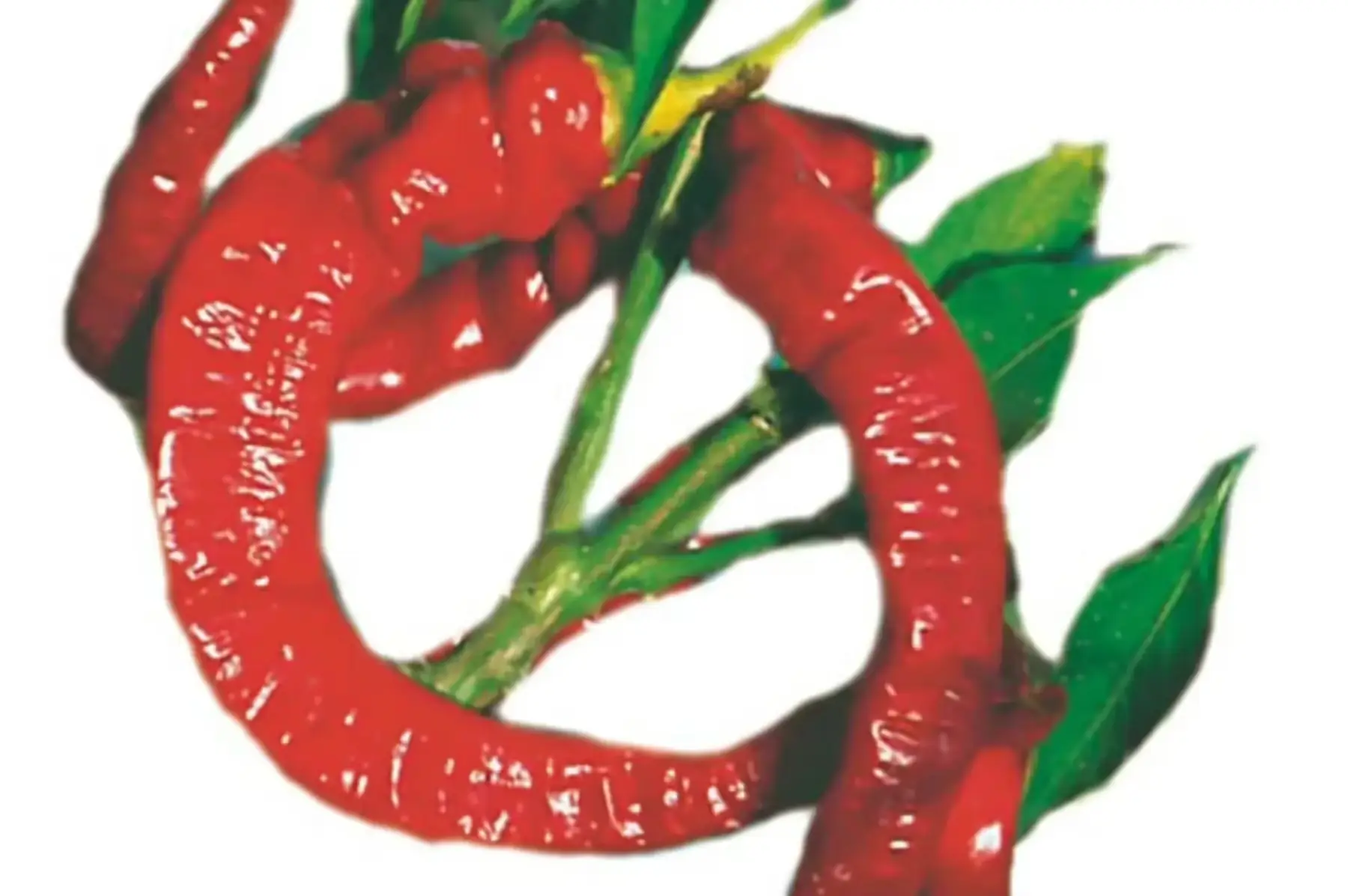 plant de piment doux des landes bio