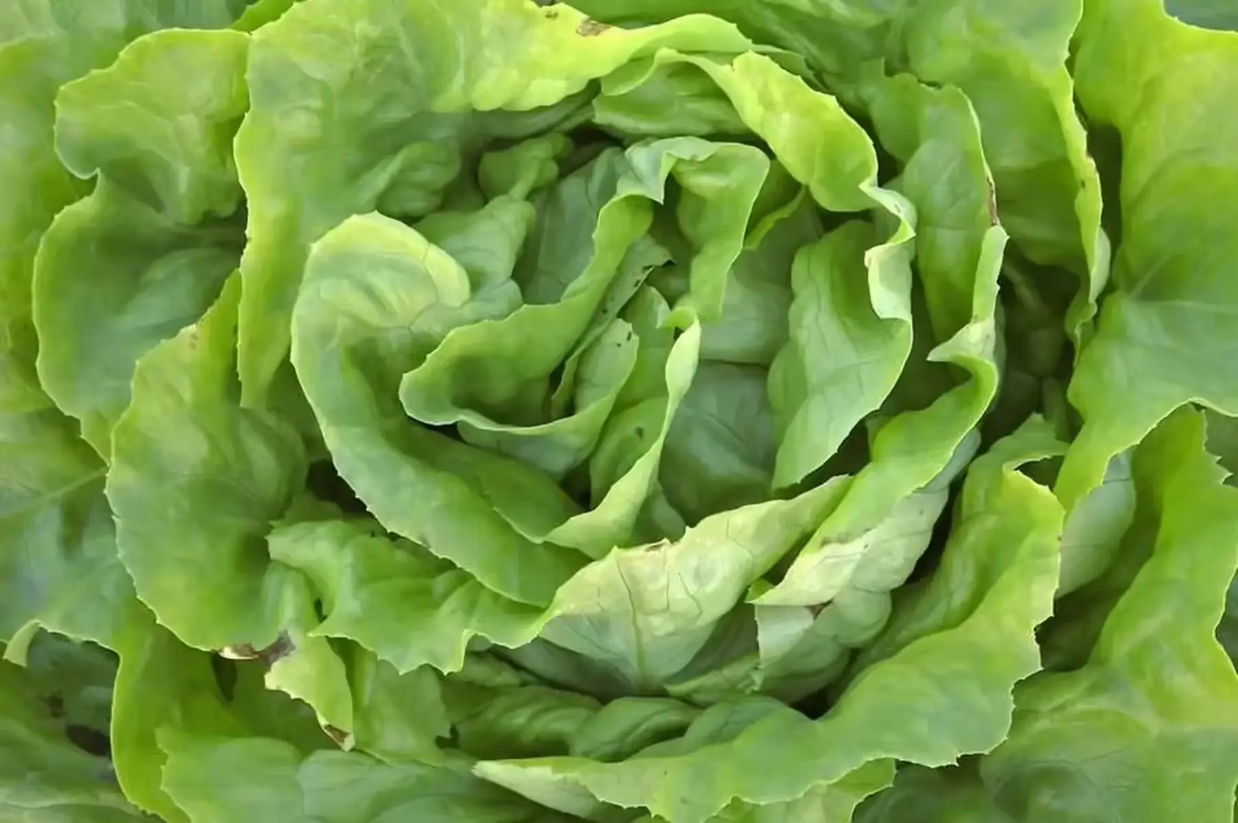 salade laitue pommée