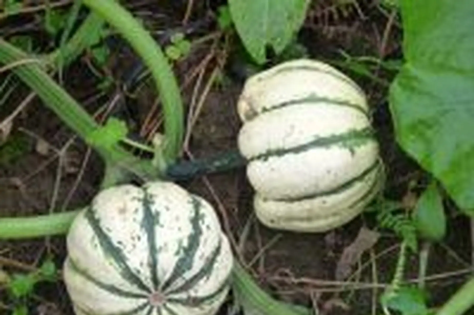 courge patidou (sweet dumpling) bio