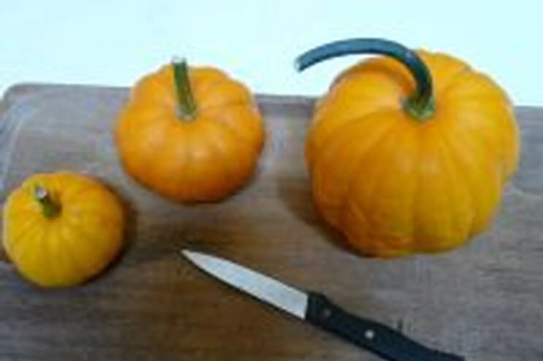 courge jack be little bio