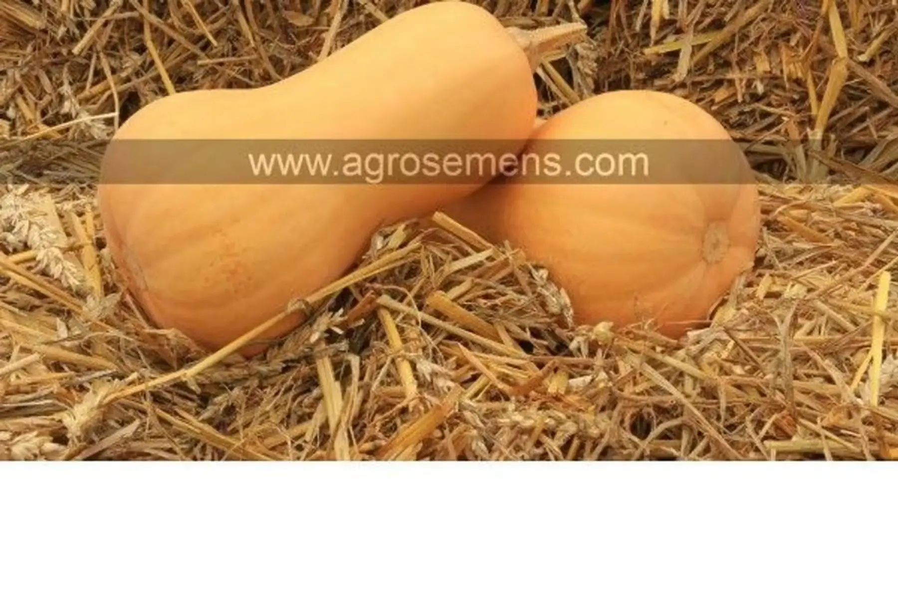 plant de courge mini butternut bio