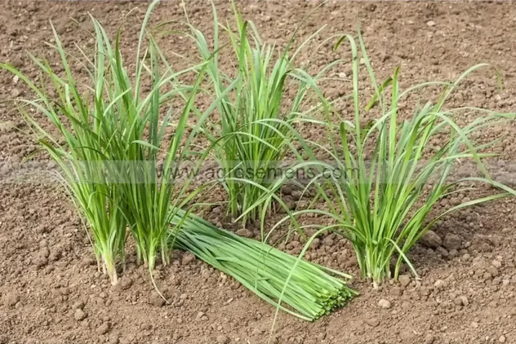 ciboulette chinoise bio