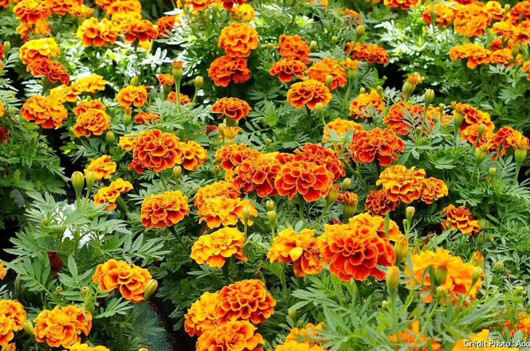 plant d'œillets d'inde bio