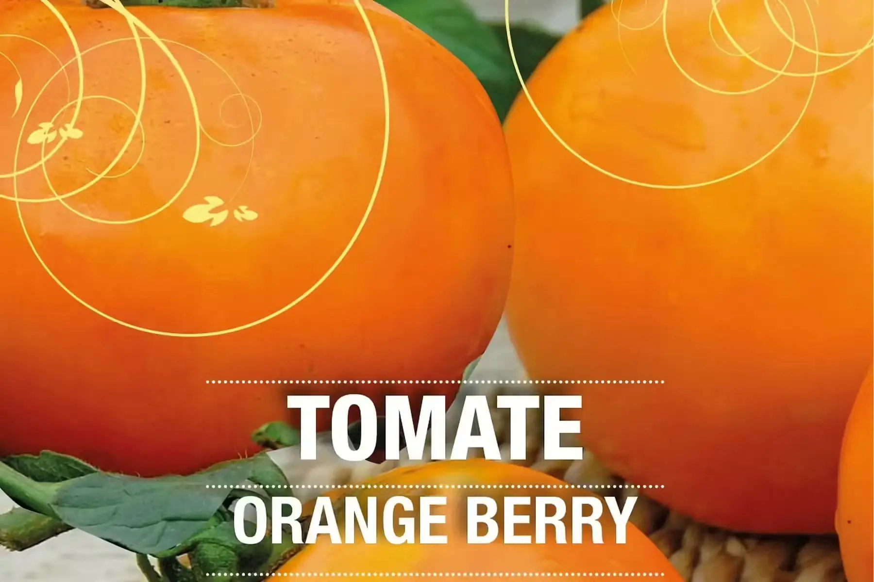 plant de tomate orange berry bio bio