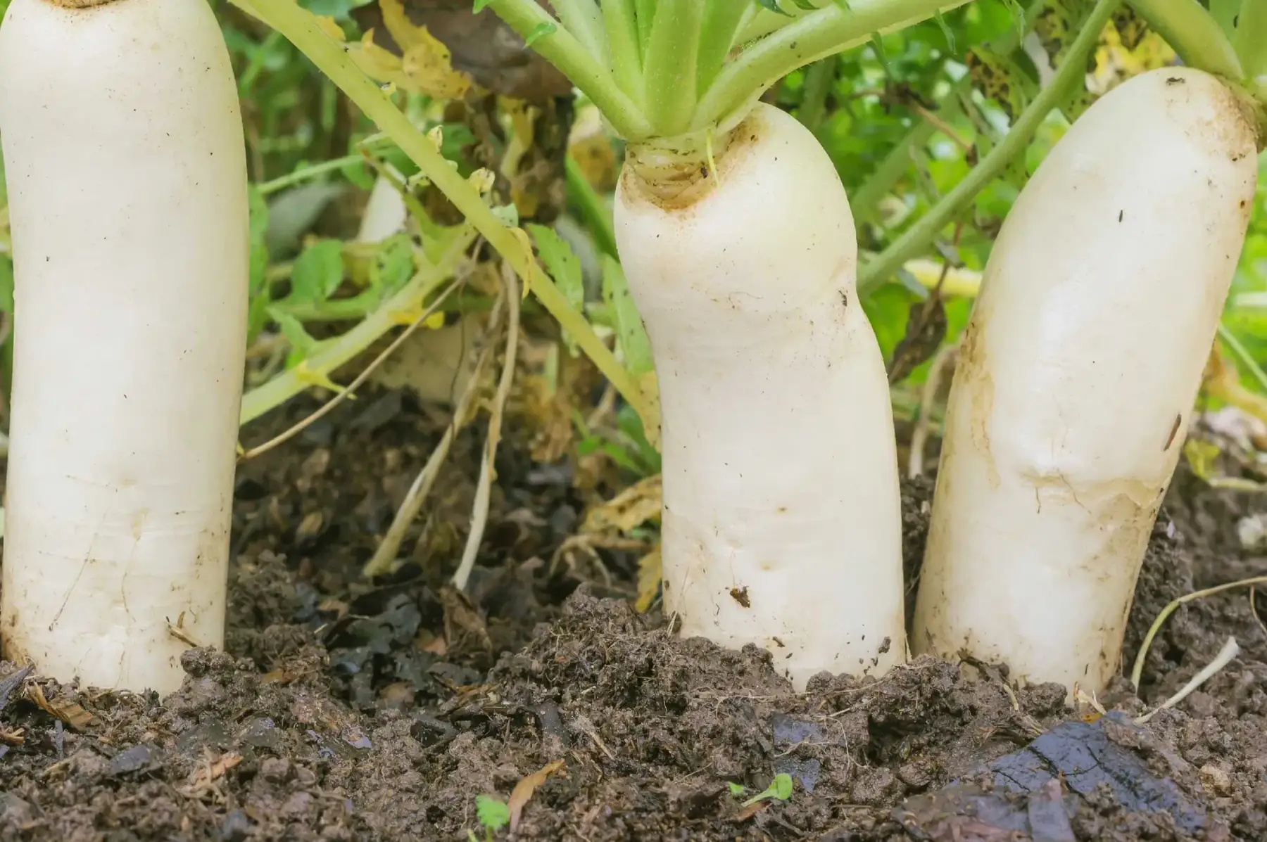 radis blanc daïkon bio