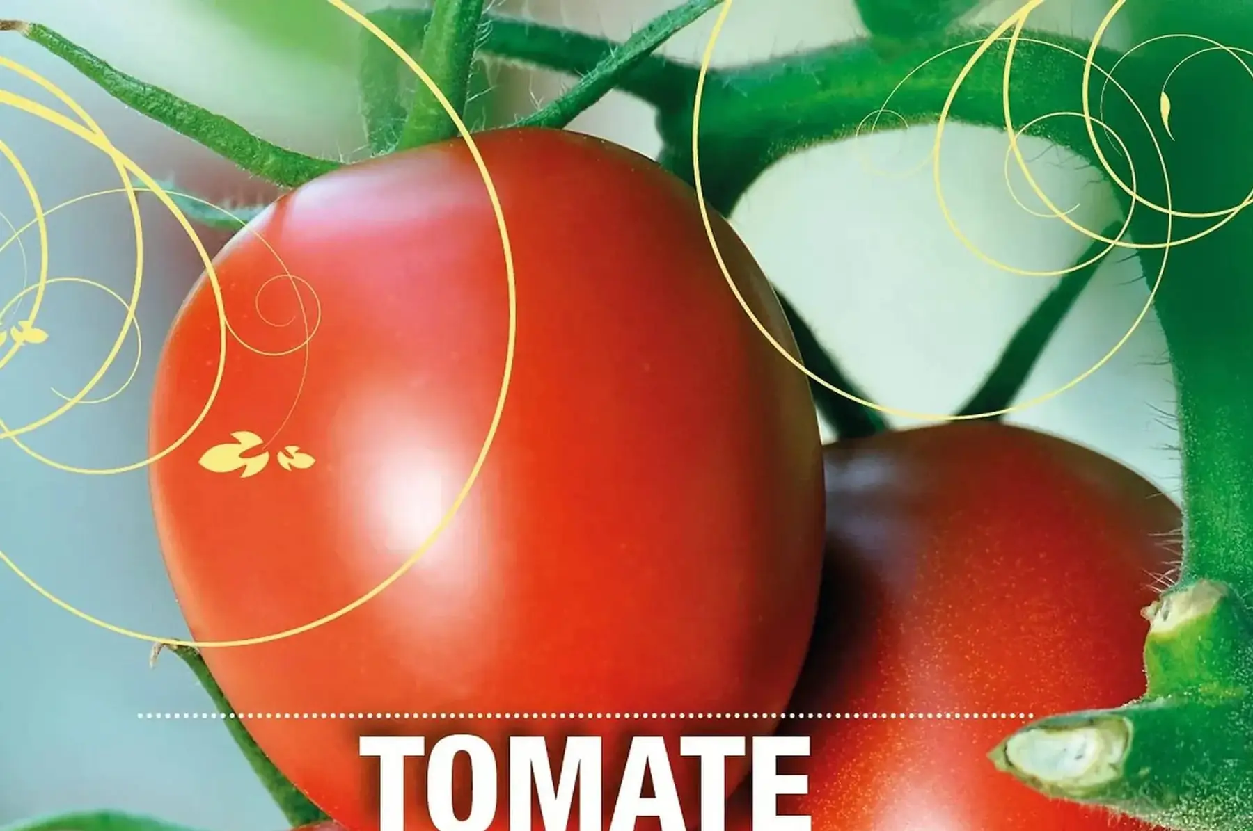 plant de tomate principe borghese bio