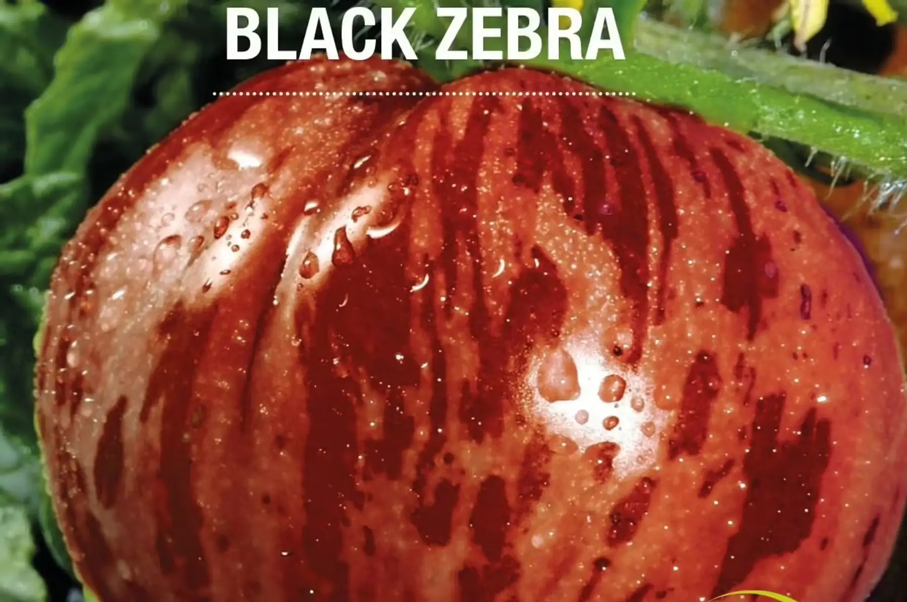 plant de tomate black zebra bio