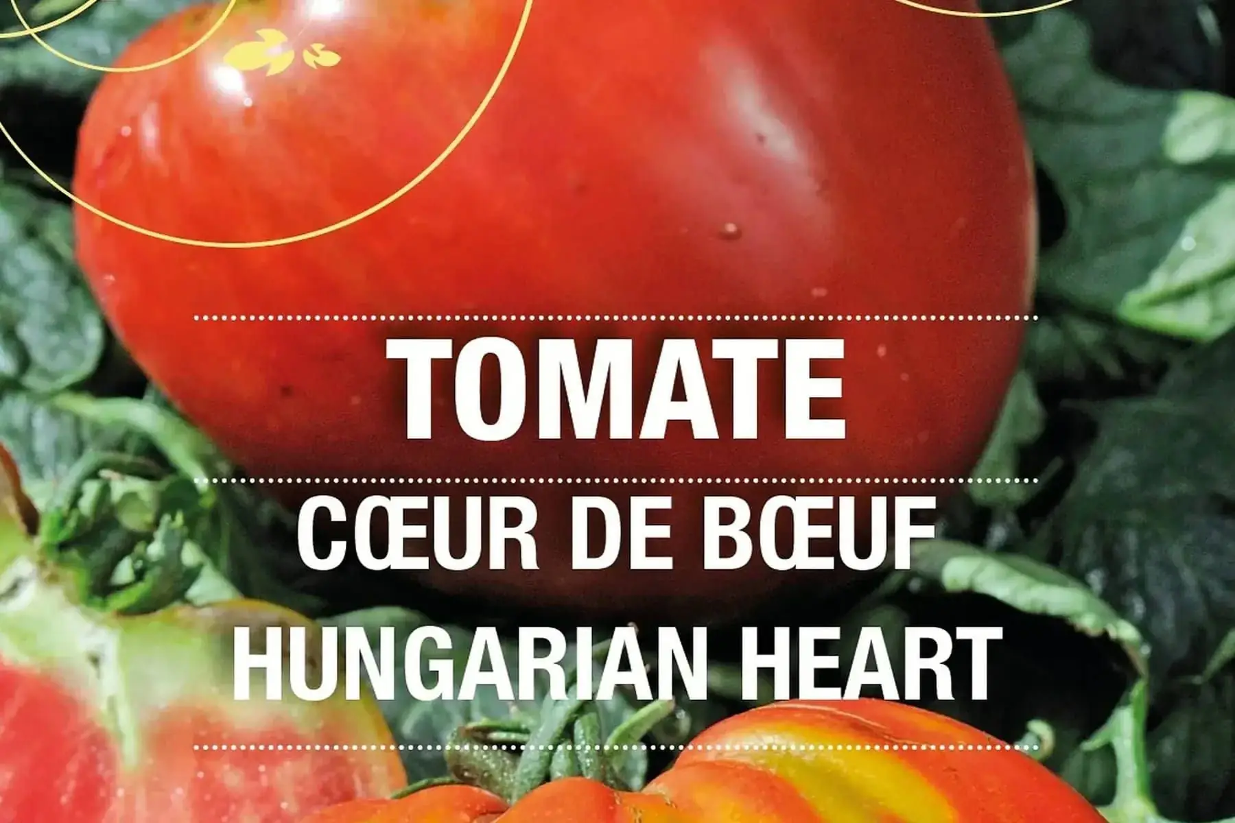 plant de tomate coeur de boeuf hungarian heart bio