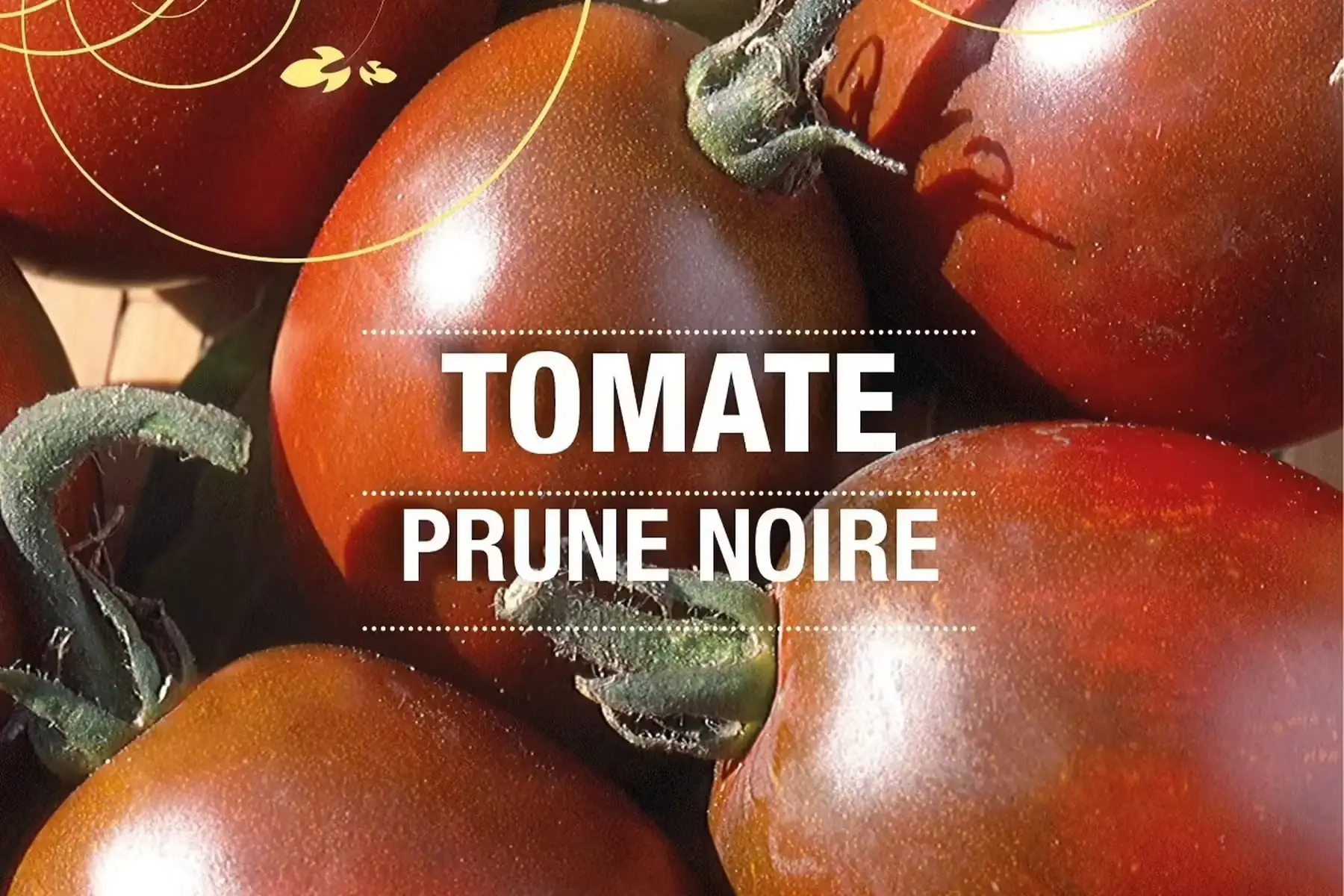 plant de tomate cerise prune noire bio