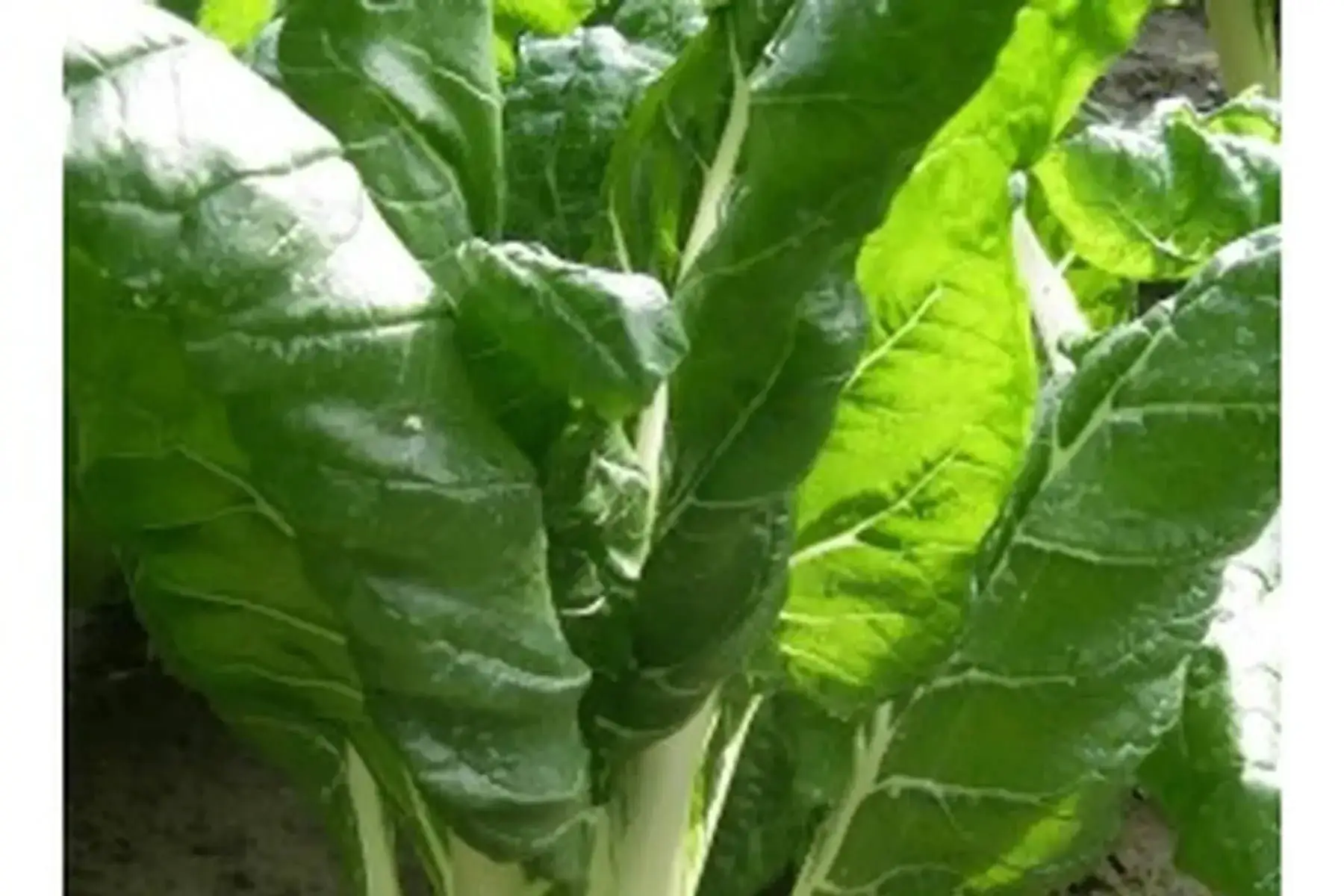 plant de blette verte à carde blanche bio