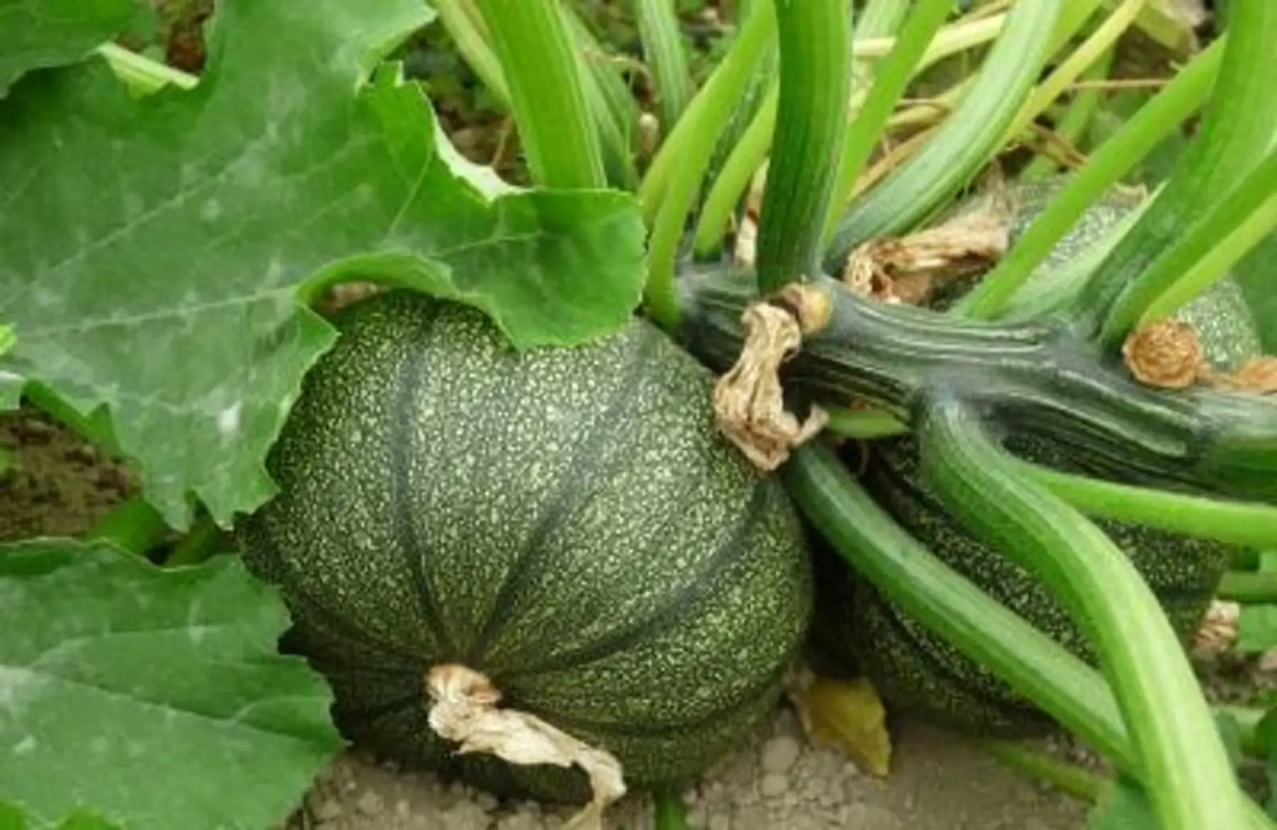 plant de courgette verte ronde de nice bio