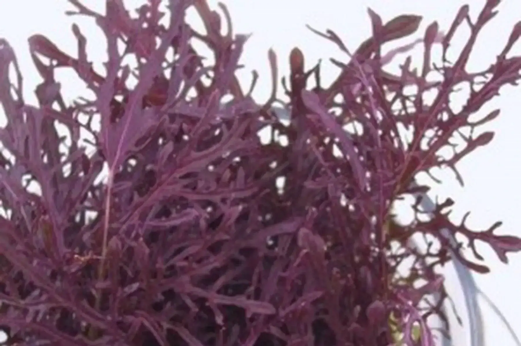 mizuna rouge (moutarde japonaise) bio