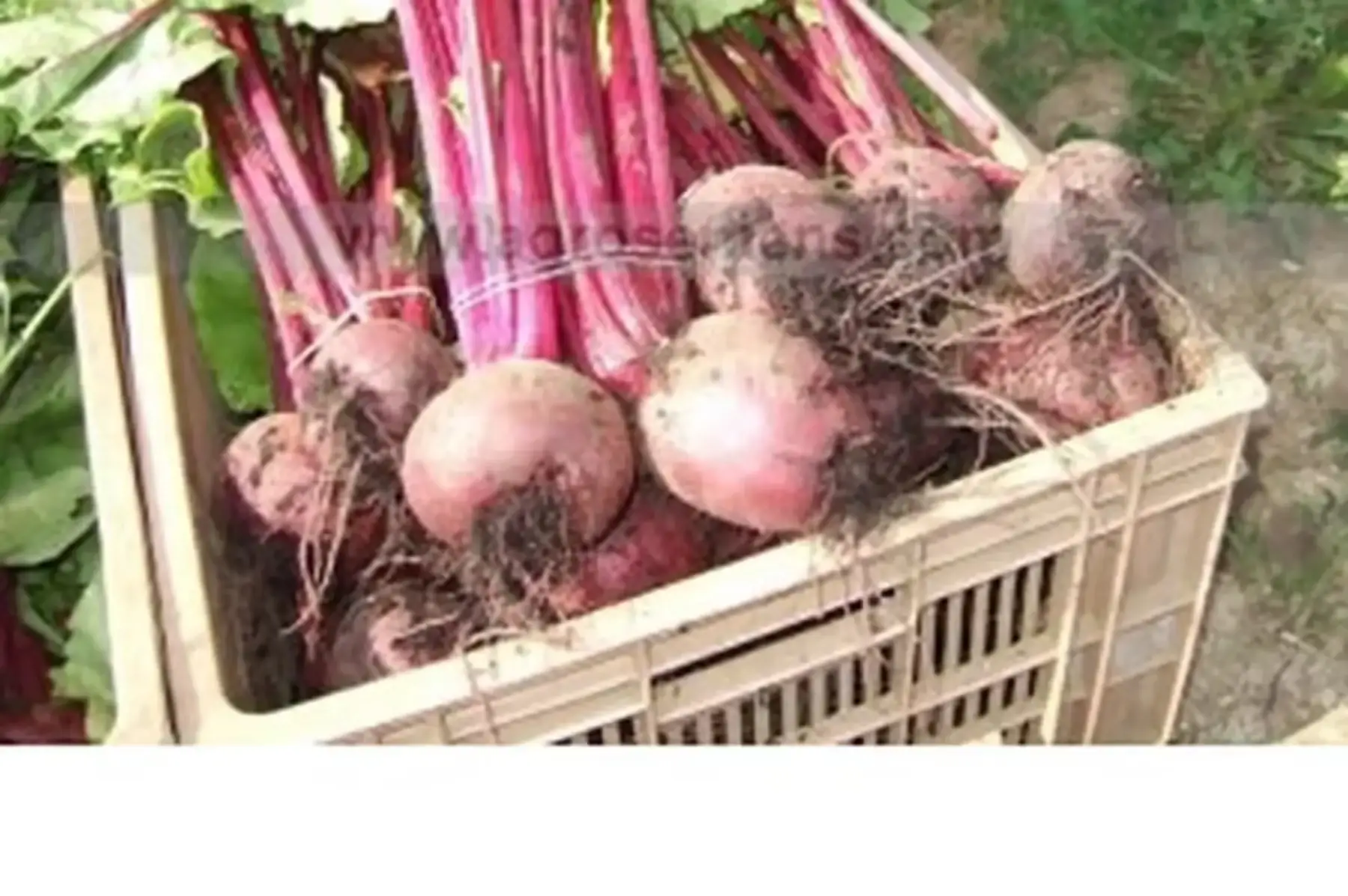 plant de betterave rouge