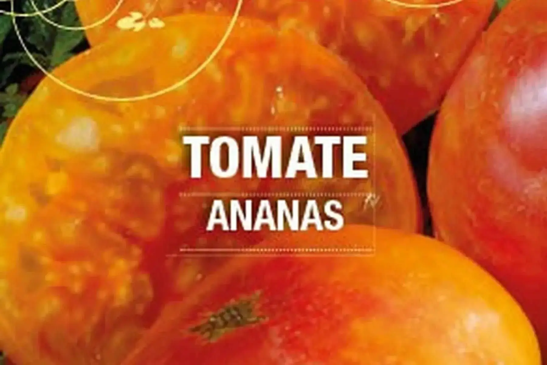 plant de tomate ananas bio